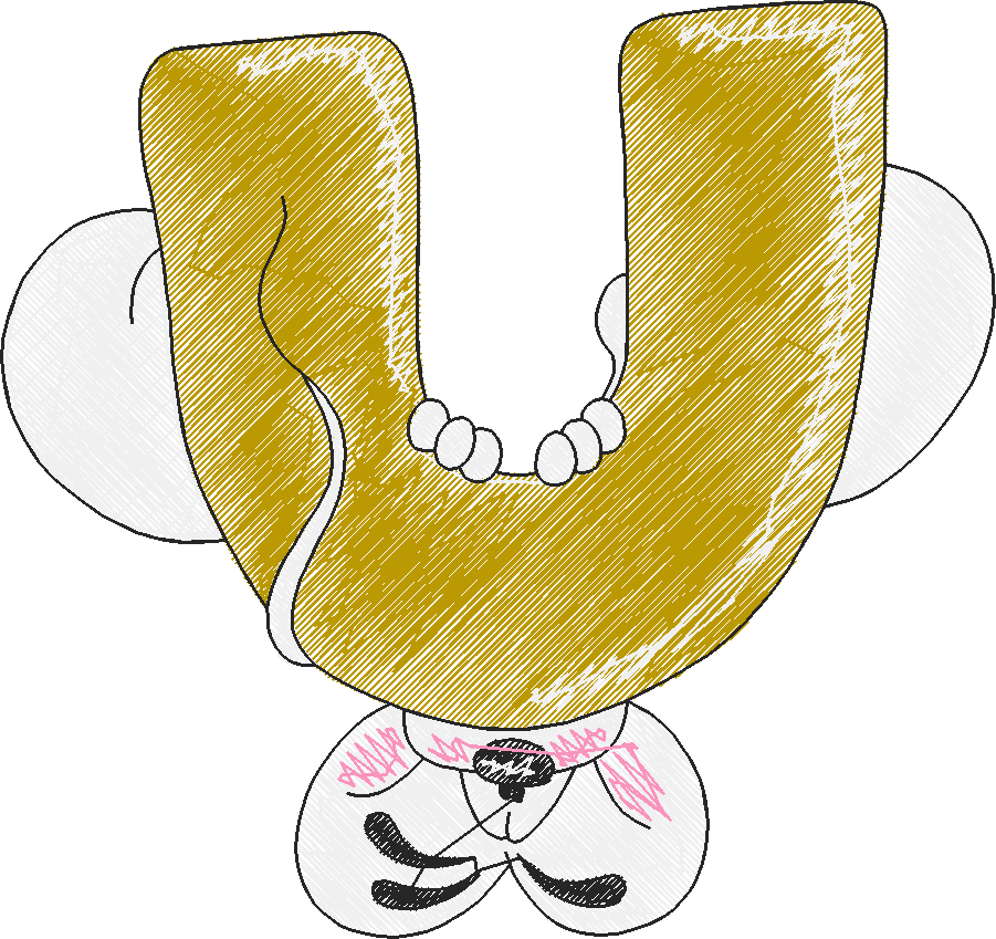 U
