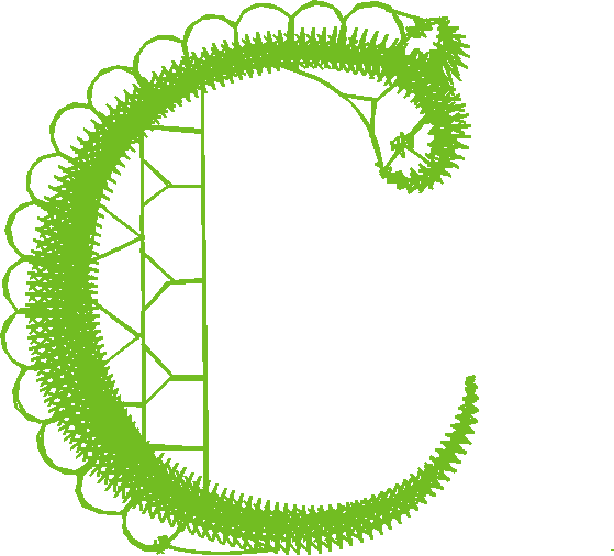 C