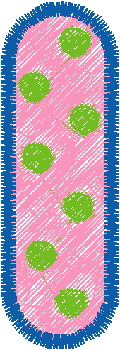 Doti