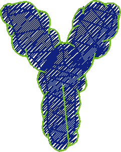 Y