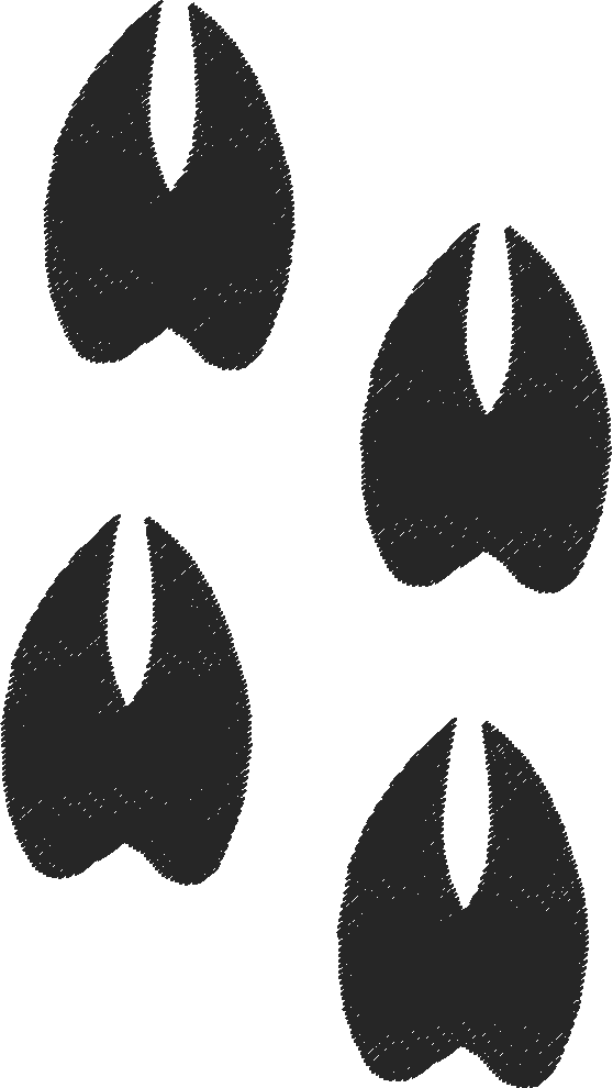Whitetaildeerfrontback