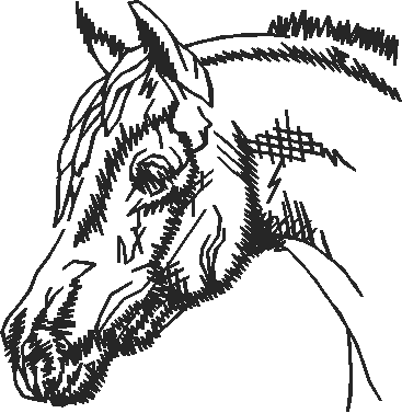 Animals 11   Horses  (13)