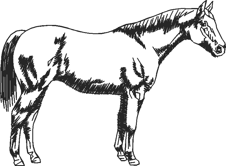 Animals 11   Horses  (68)