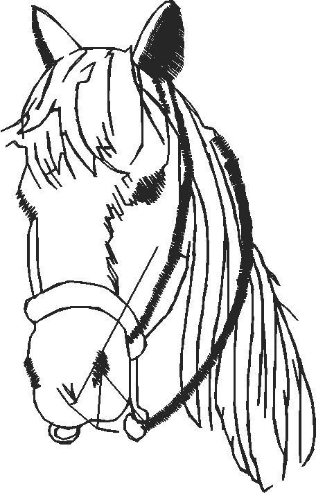 Animals 11   Horses  (70)
