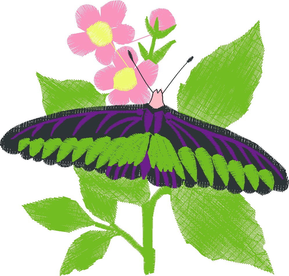 Butterfly