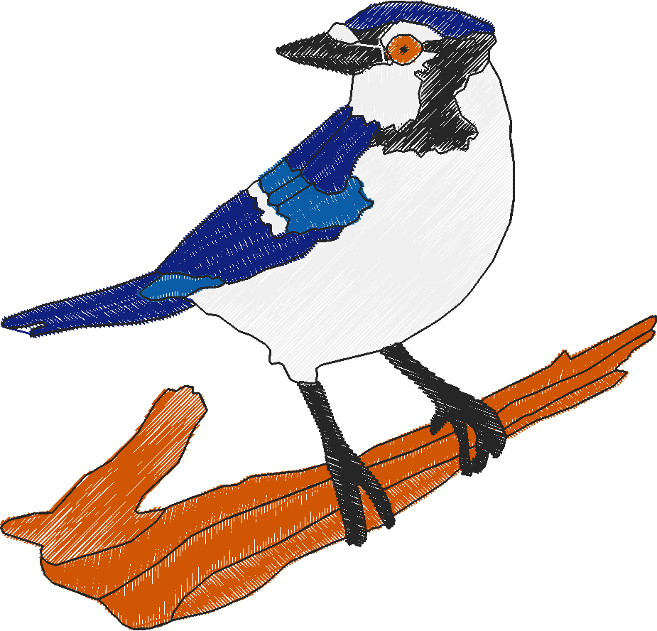 Bluejay