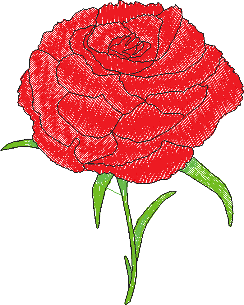 Carnation rh