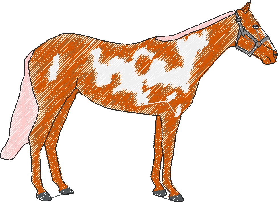 Horse2 rh