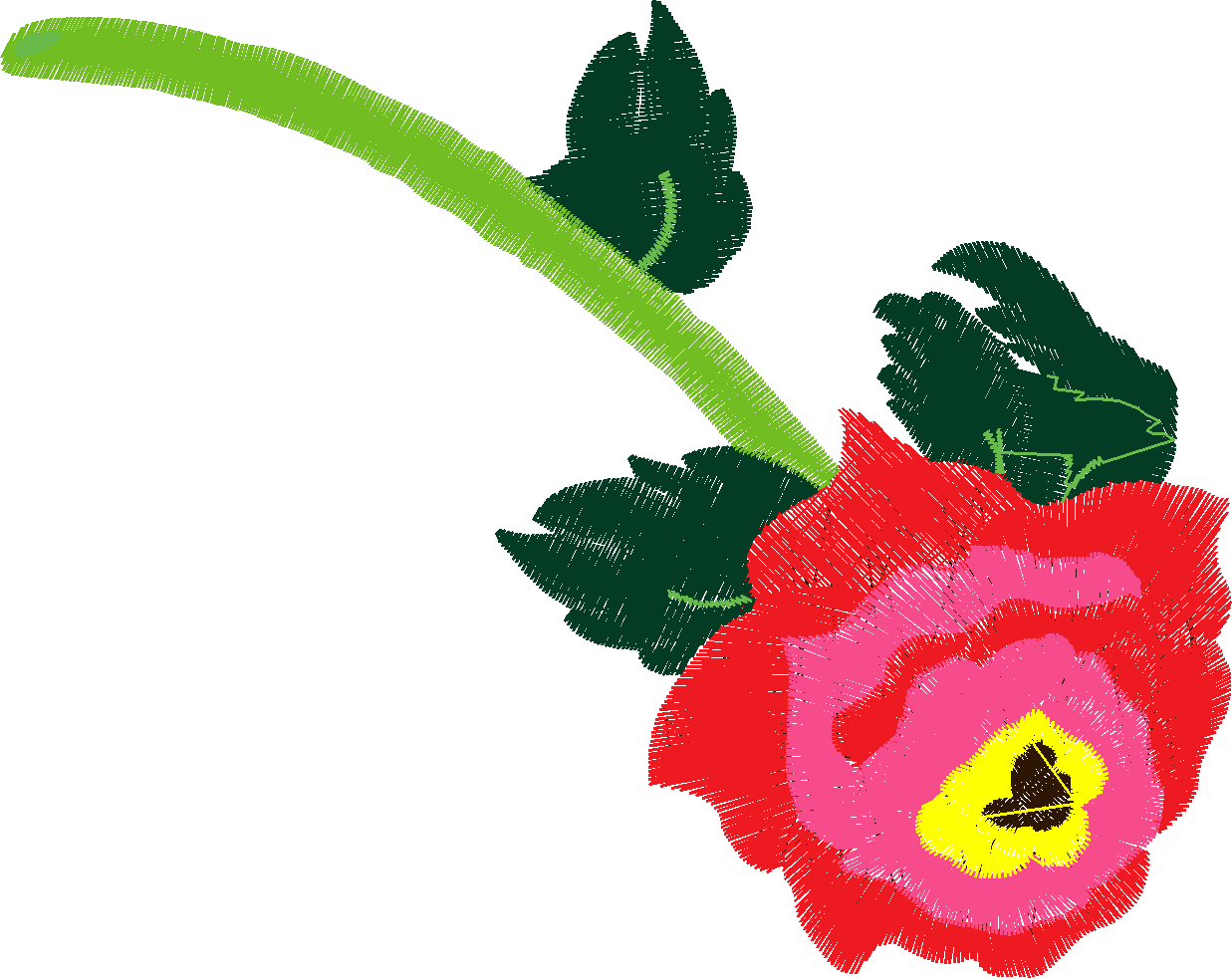 Rose