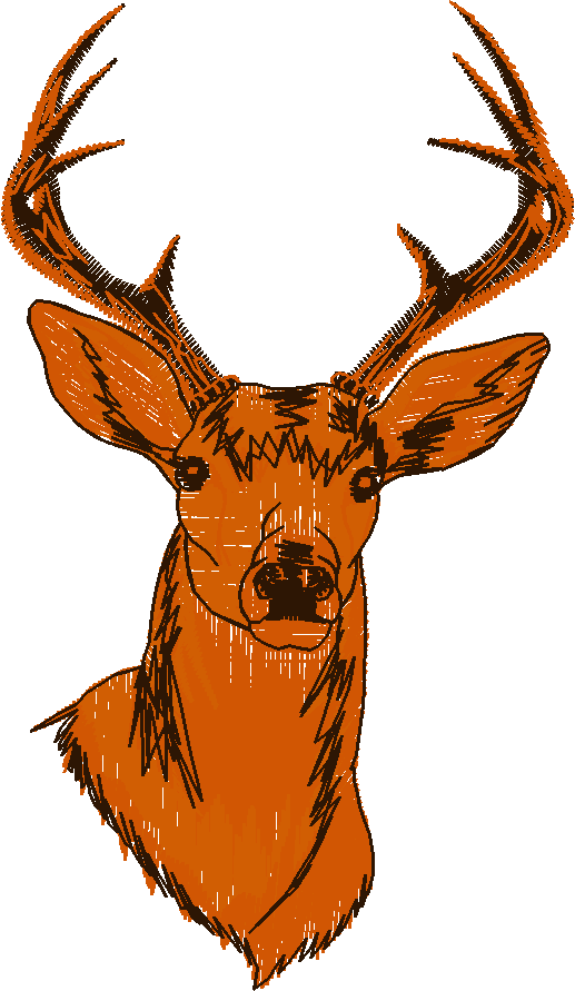 White Tailed Deer