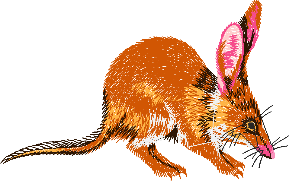 Australian Animals 1 (14)