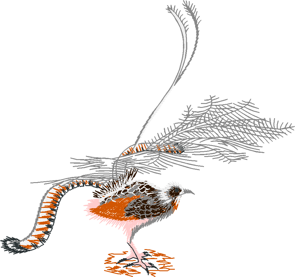 Australian Animals 1 (18)