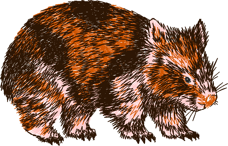 Australian Animals 1 (3)