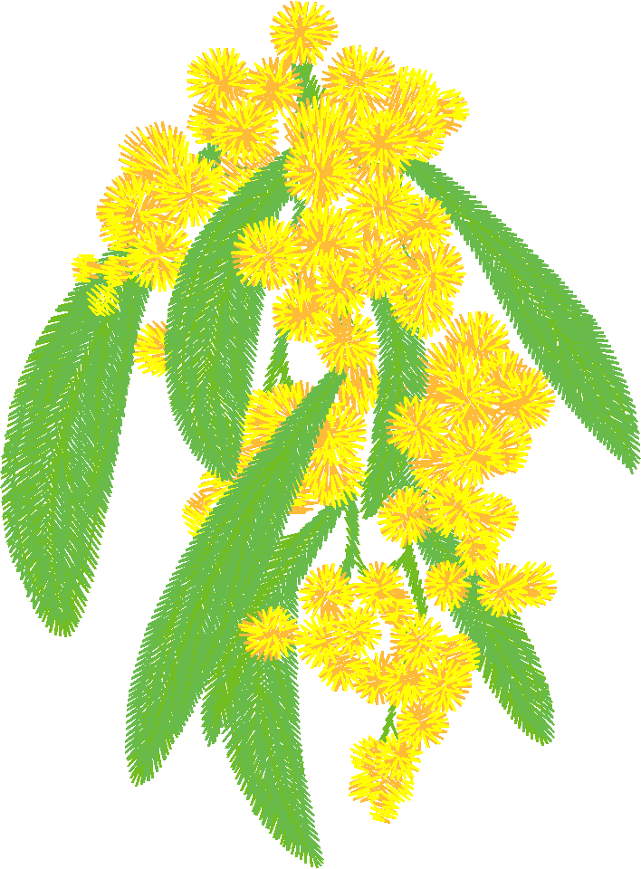 Australian Flowers