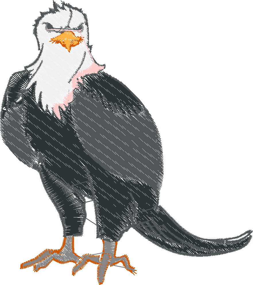 Bald Eagles 1 (5)