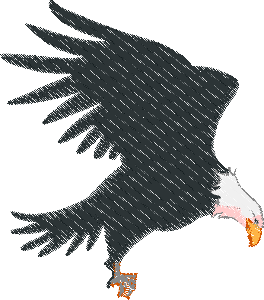Bald Eagles 1 (7)