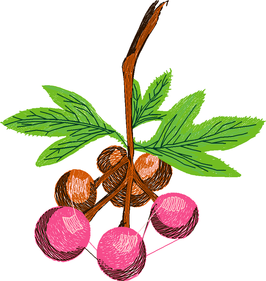 Berries 1 (9)