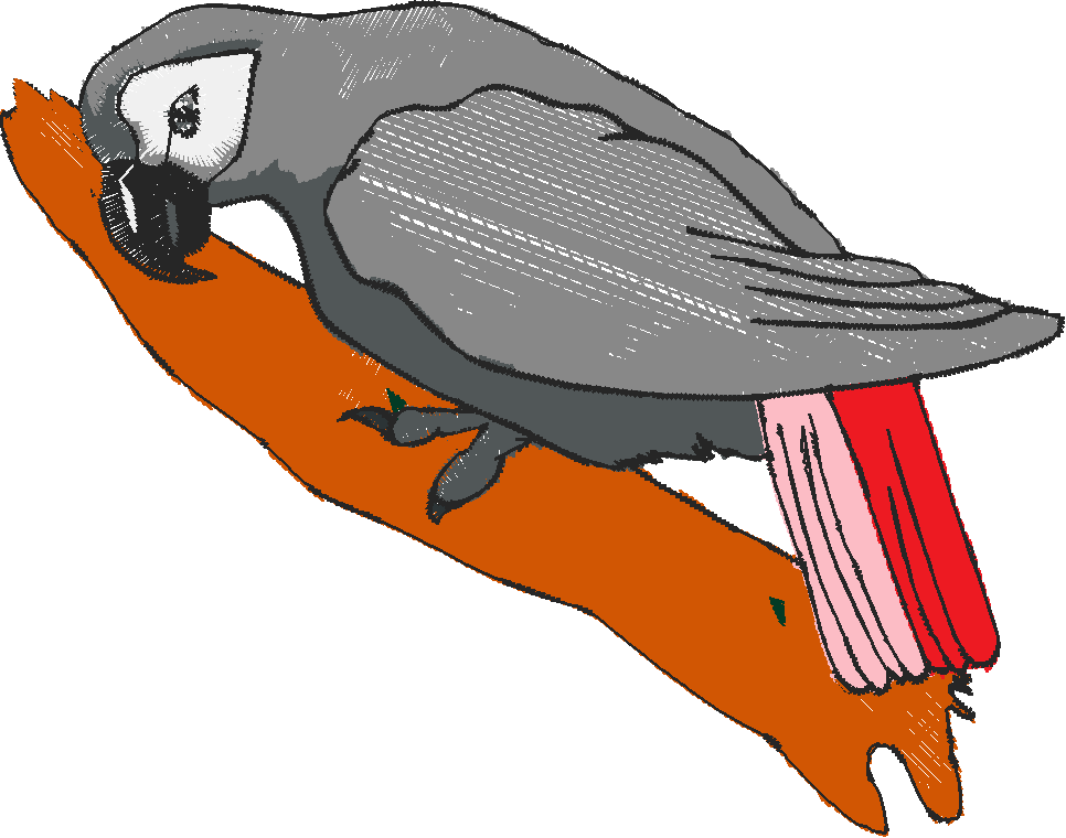 Bird Lovers  Delight