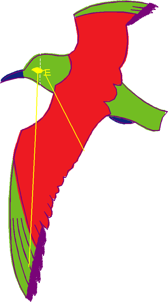 Birds 1 (128)