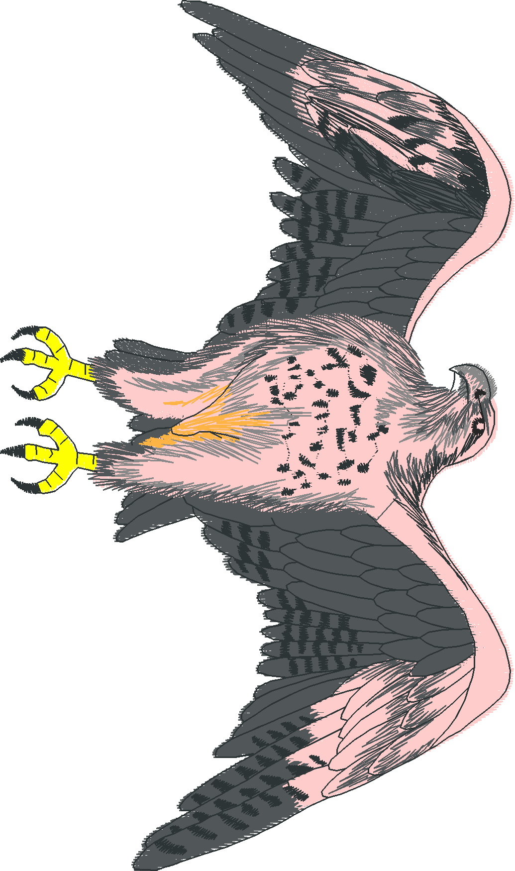 Birds 12 (11)
