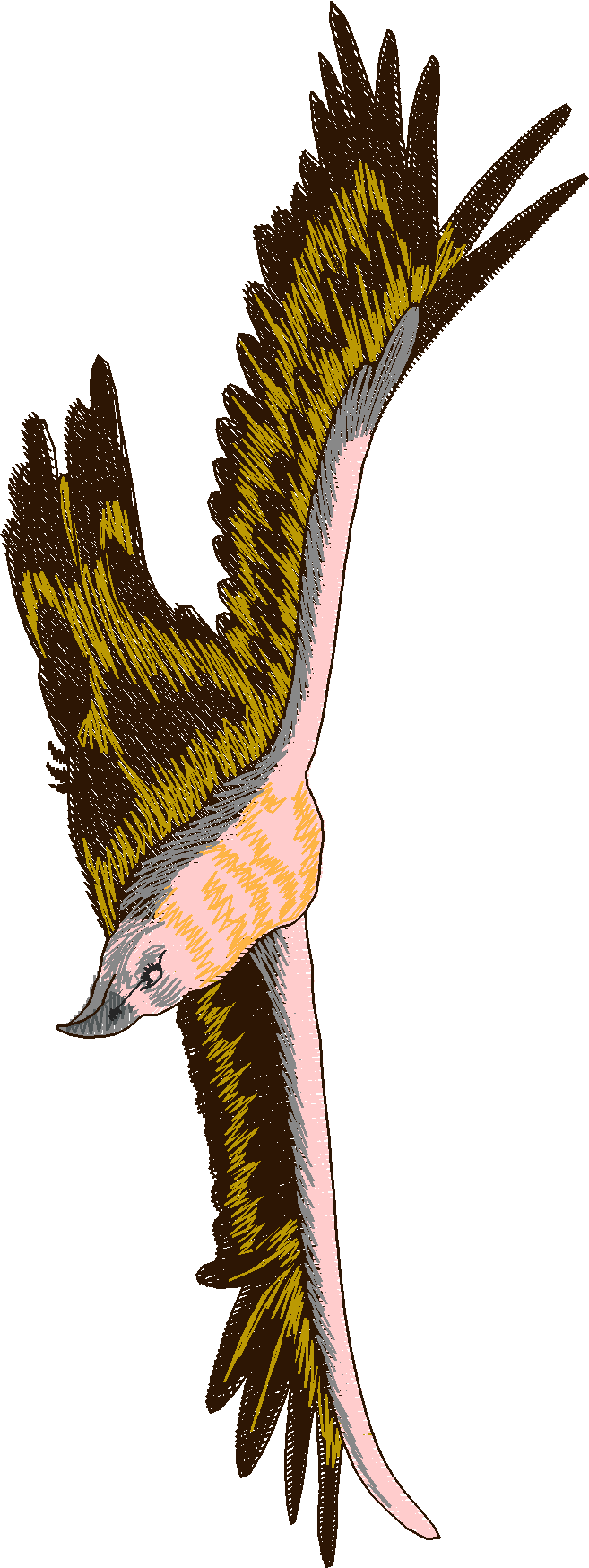 Birds 12 (13)