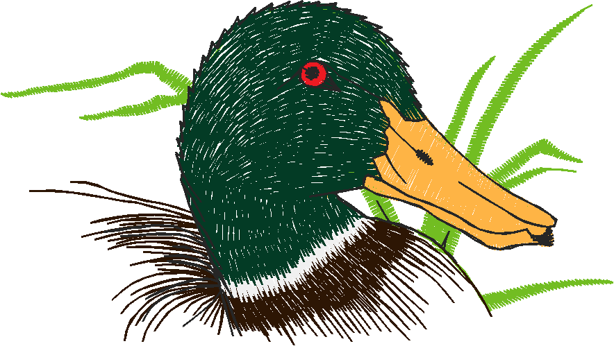 Birds 20 (46)