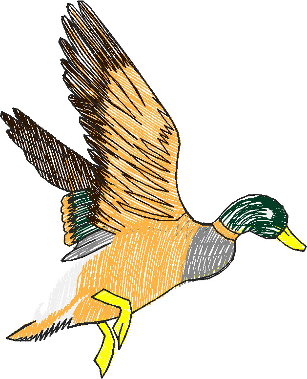 Birds 20 (50)