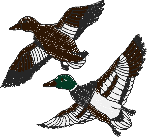 Birds 20 (51)