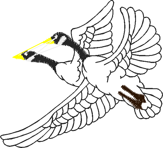 Birds 20 (61)