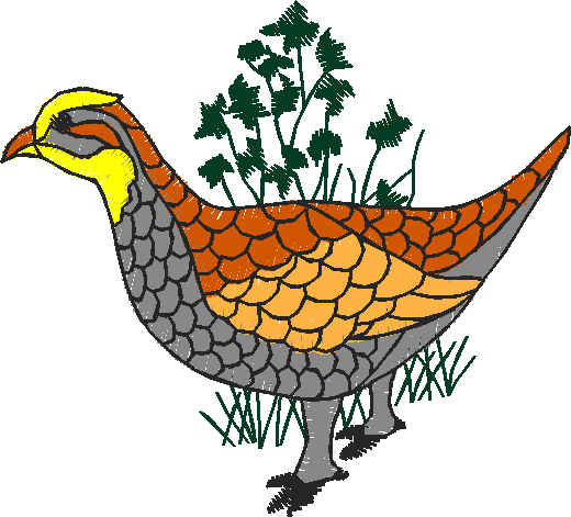Birds 20 (67)