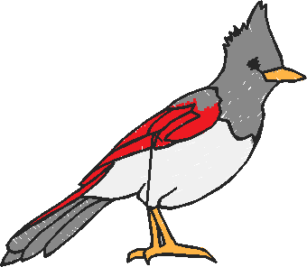 Birds 20 (68)