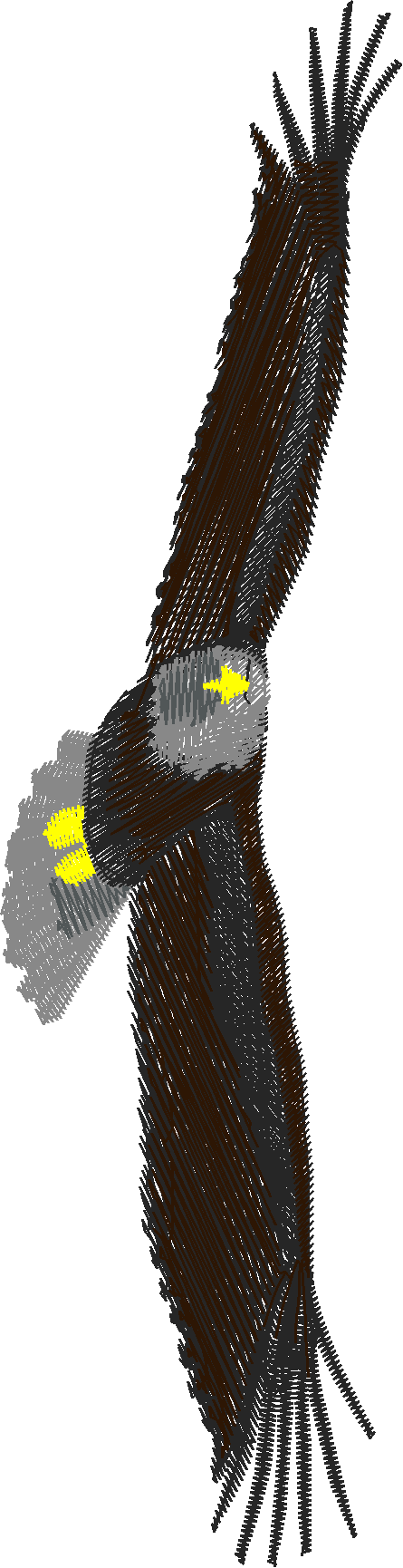 Birds 6 (9)