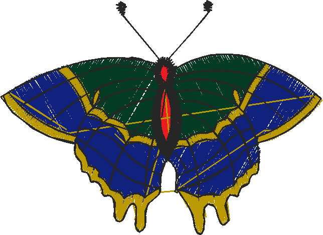 Butterflies Collection