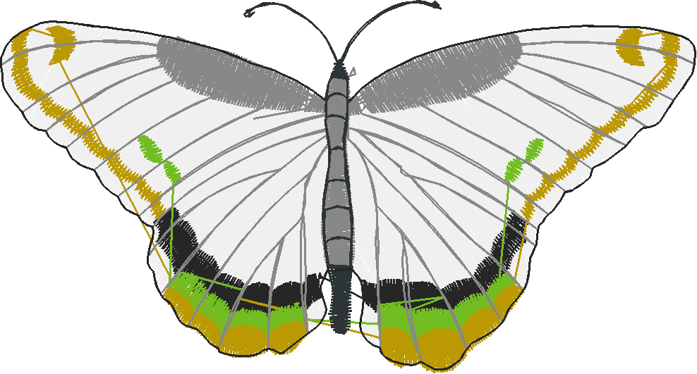 Butterflies 1  (11)