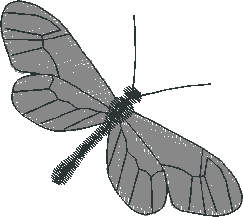 Butterflies 10  (1)