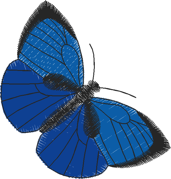 Butterflies 10  (4)