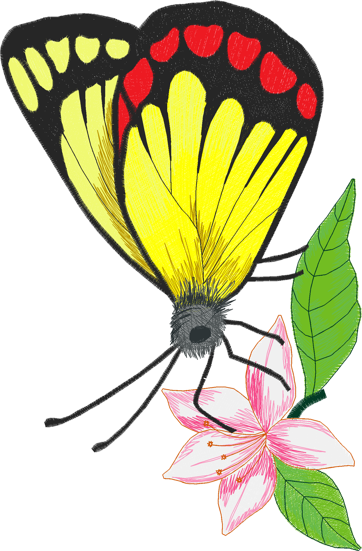 Butterflies 11  (6)