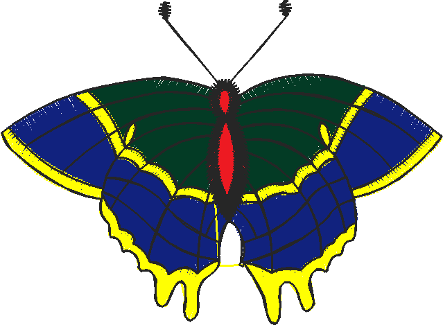 Butterflies 13  (10)
