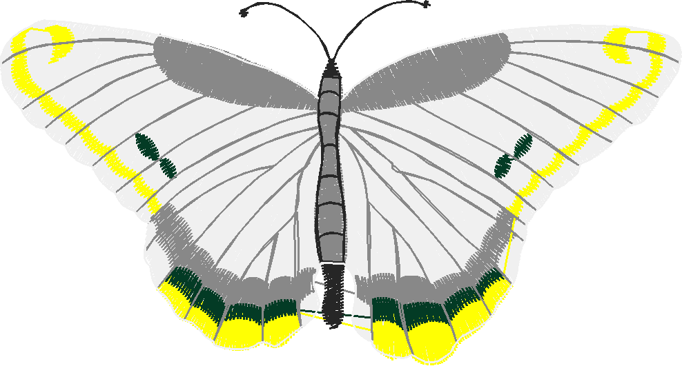 Butterflies 13  (20)