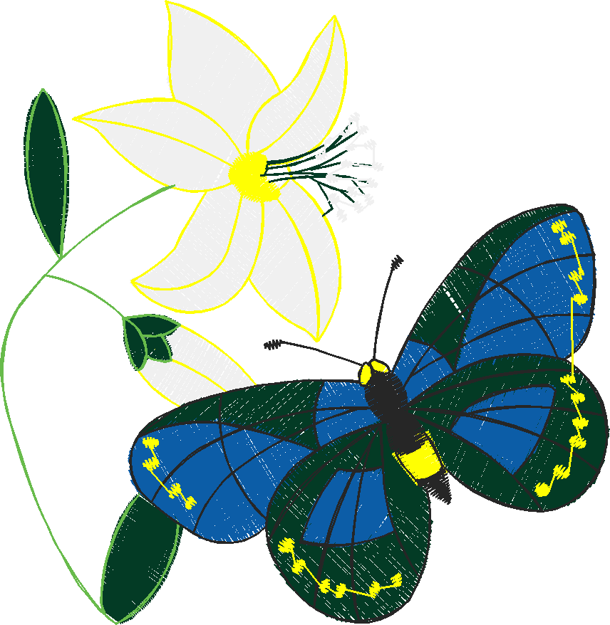 Butterflies 13  (29)