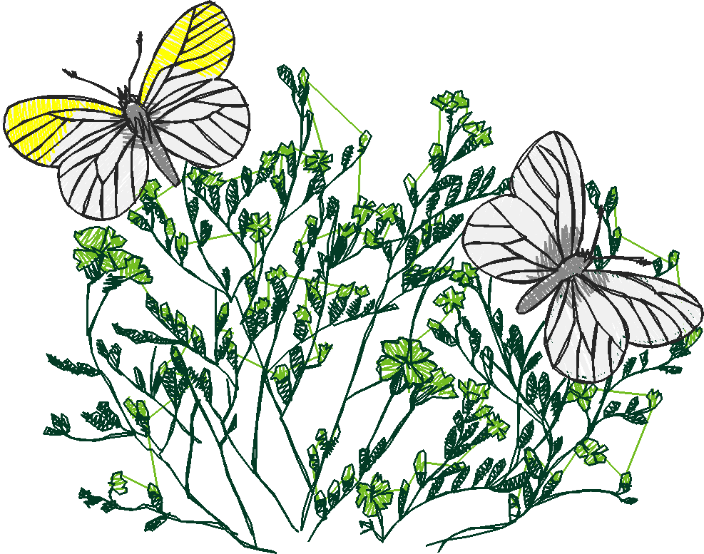 Butterflies 13  (34)