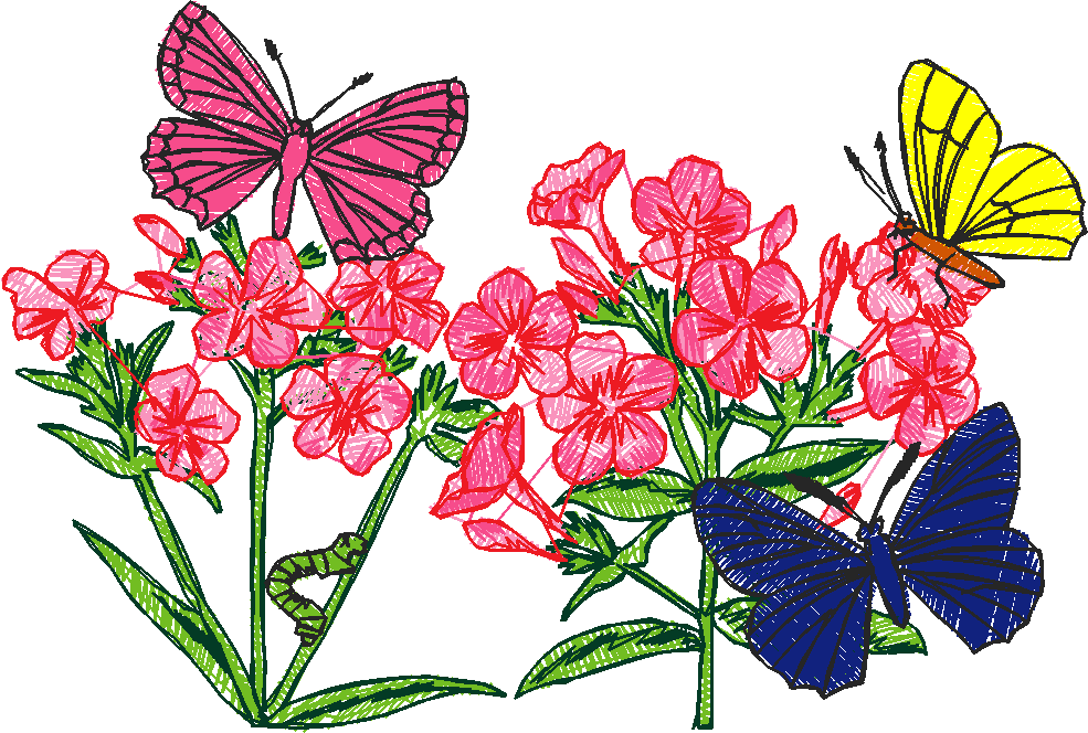 Butterflies 13  (35)