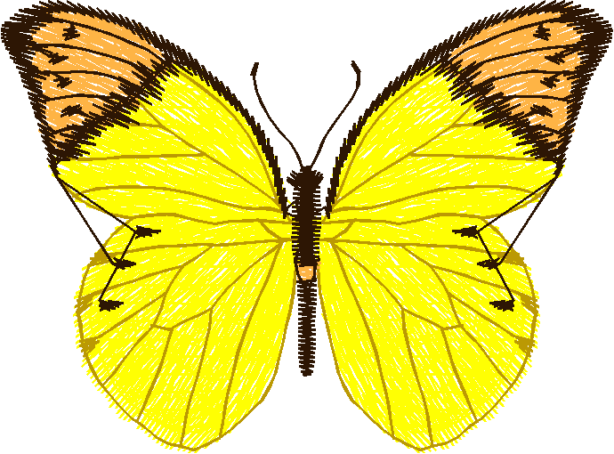Butterflies 14  (7)
