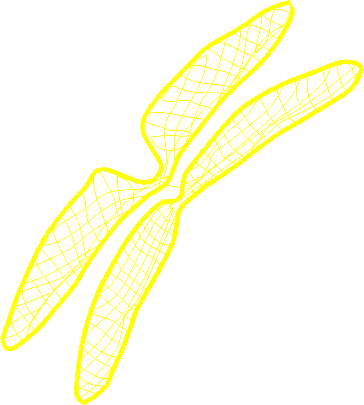 Butterflies 15  (5)