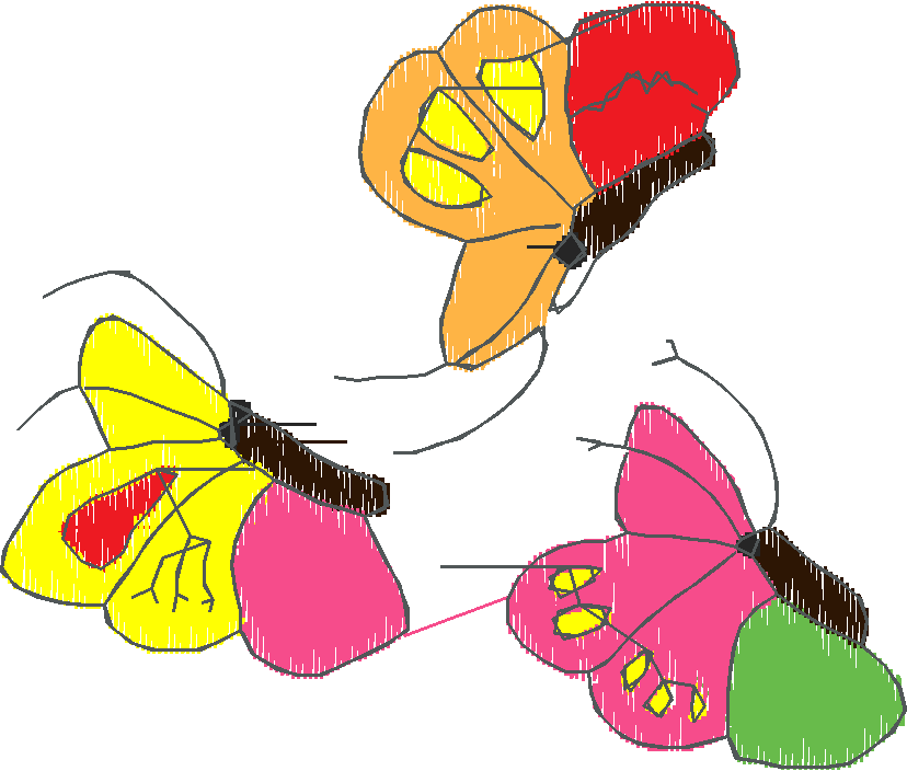 Butterflies 16  (1)