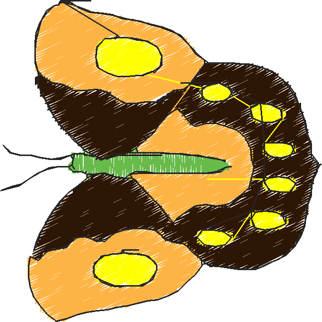 Butterflies 18 (15)