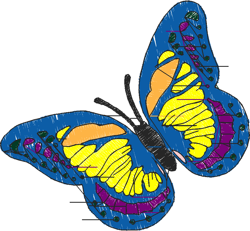 Butterflies 18 (22)