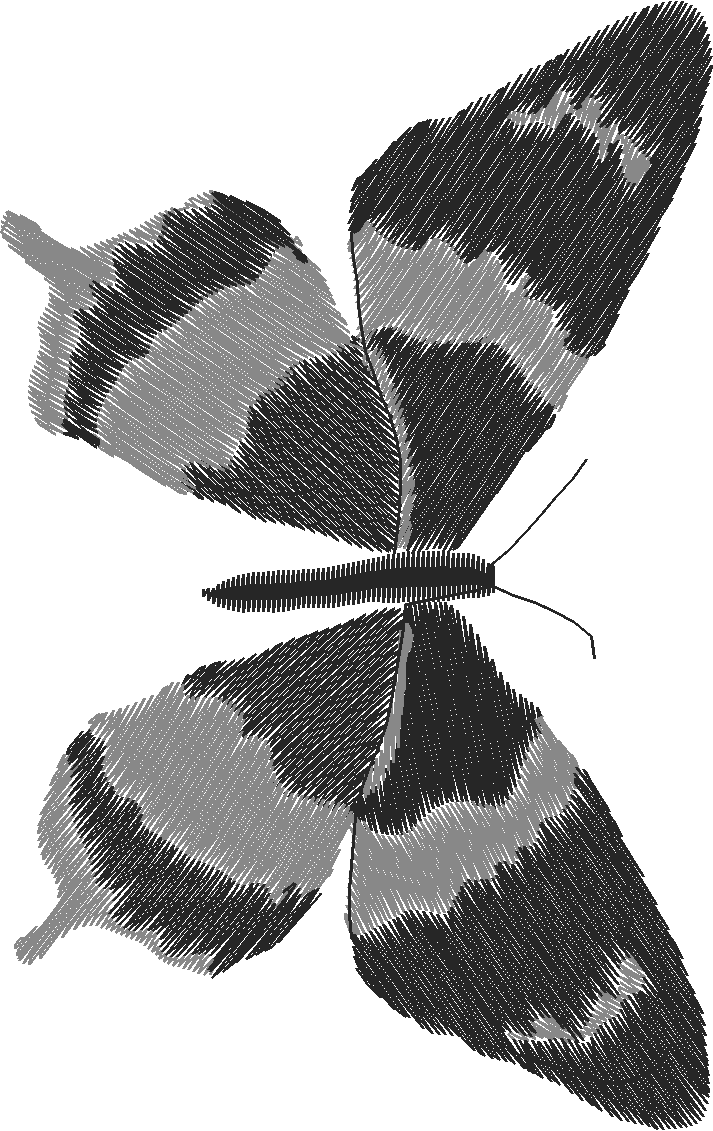 Butterflies 18 (246)