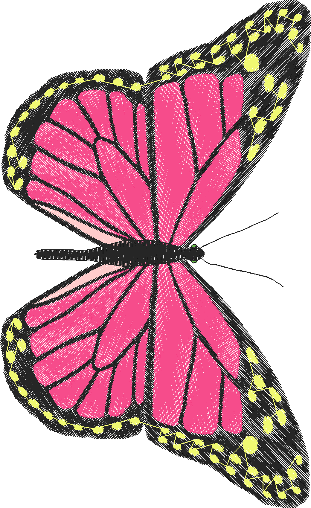 Butterflies 18 (251)
