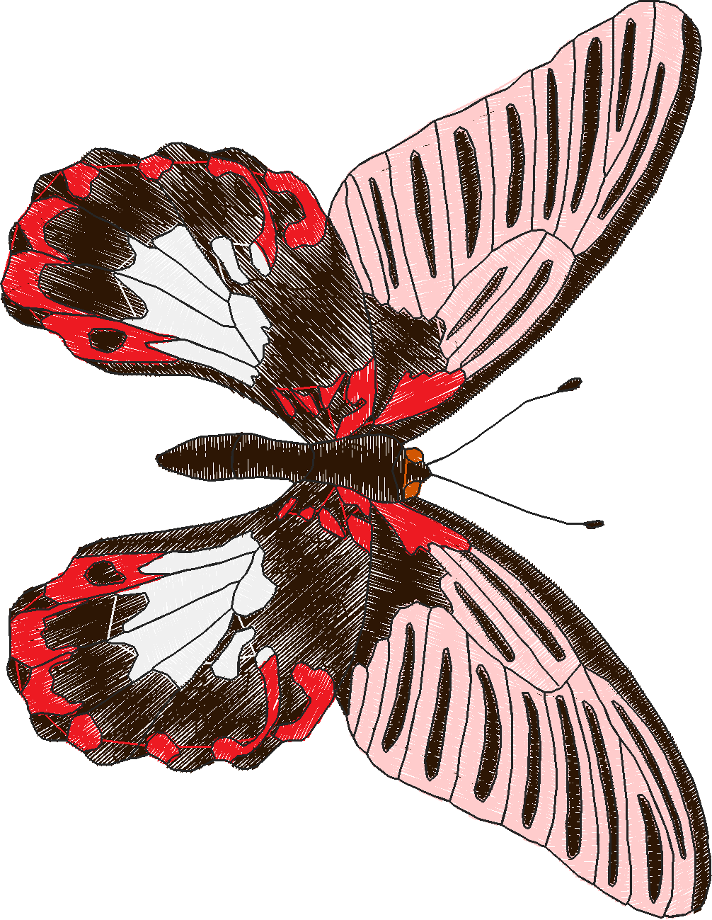 Butterflies 18 (263)